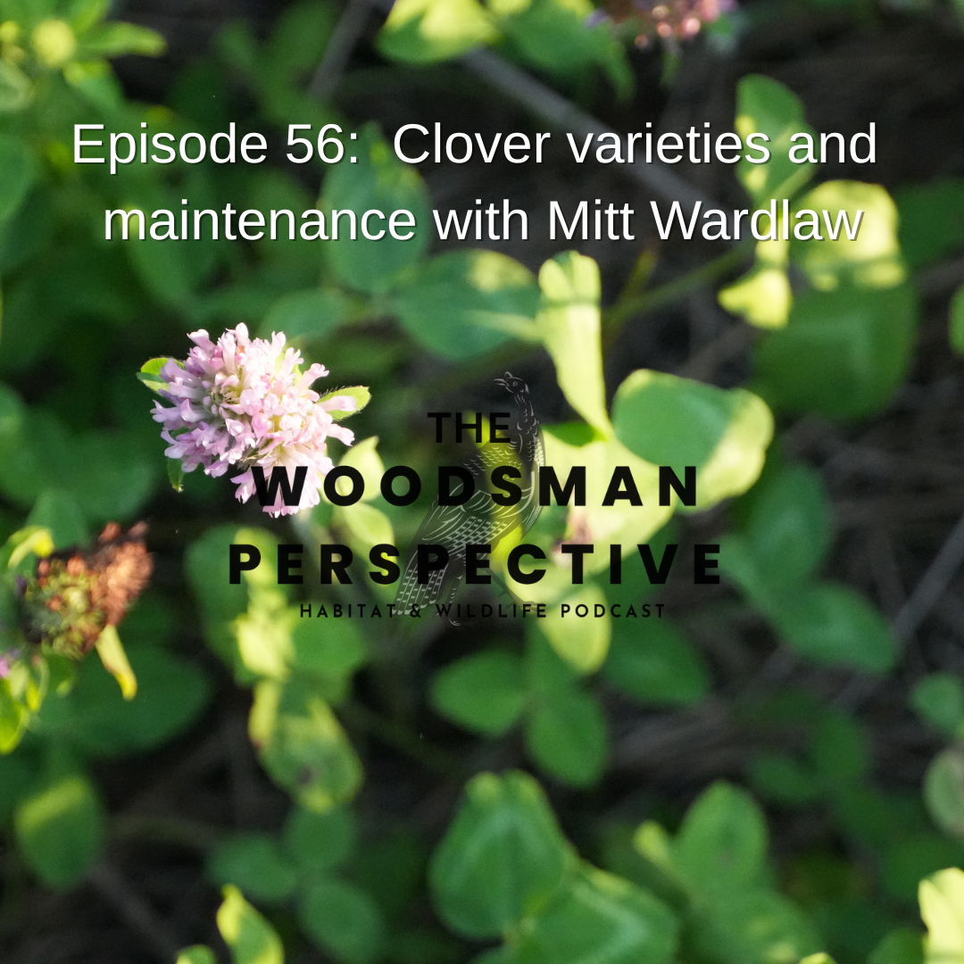 Episode 56: Clover Varieties and Maintenance with Mitt Wardlaw