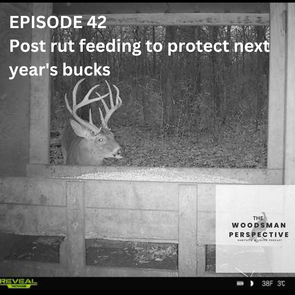 Episode 42:  Post Rut ways to protect next year's bucks