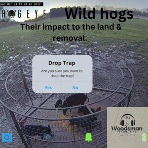 Episode 12 Wild Hogs, Their Impact & removal