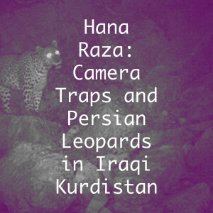 Hana Raza: Camera Traps and Persian Leopards in Iraqi Kurdistan