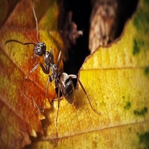 Ants Can Sniff Out Cancer… #131