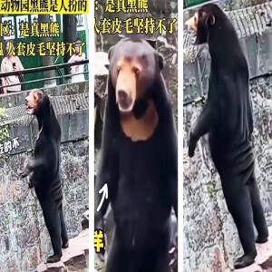 Hangzhou Zoo In China Tries To Scam Visitors By Having A Man Dress Up As A Bear In A Costume!! #316