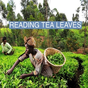 Kenya’s Tea Pickers Fight Back Against Being Replaced By Corporate Machines?? #268