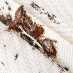 Bedbugs In Paris & The Hysteria!! #386