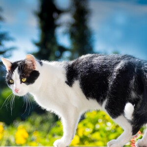 Audio Summary: The therapeutic effectiveness of oral cannabidiol in addition to current treatment in cats with osteoarthritis