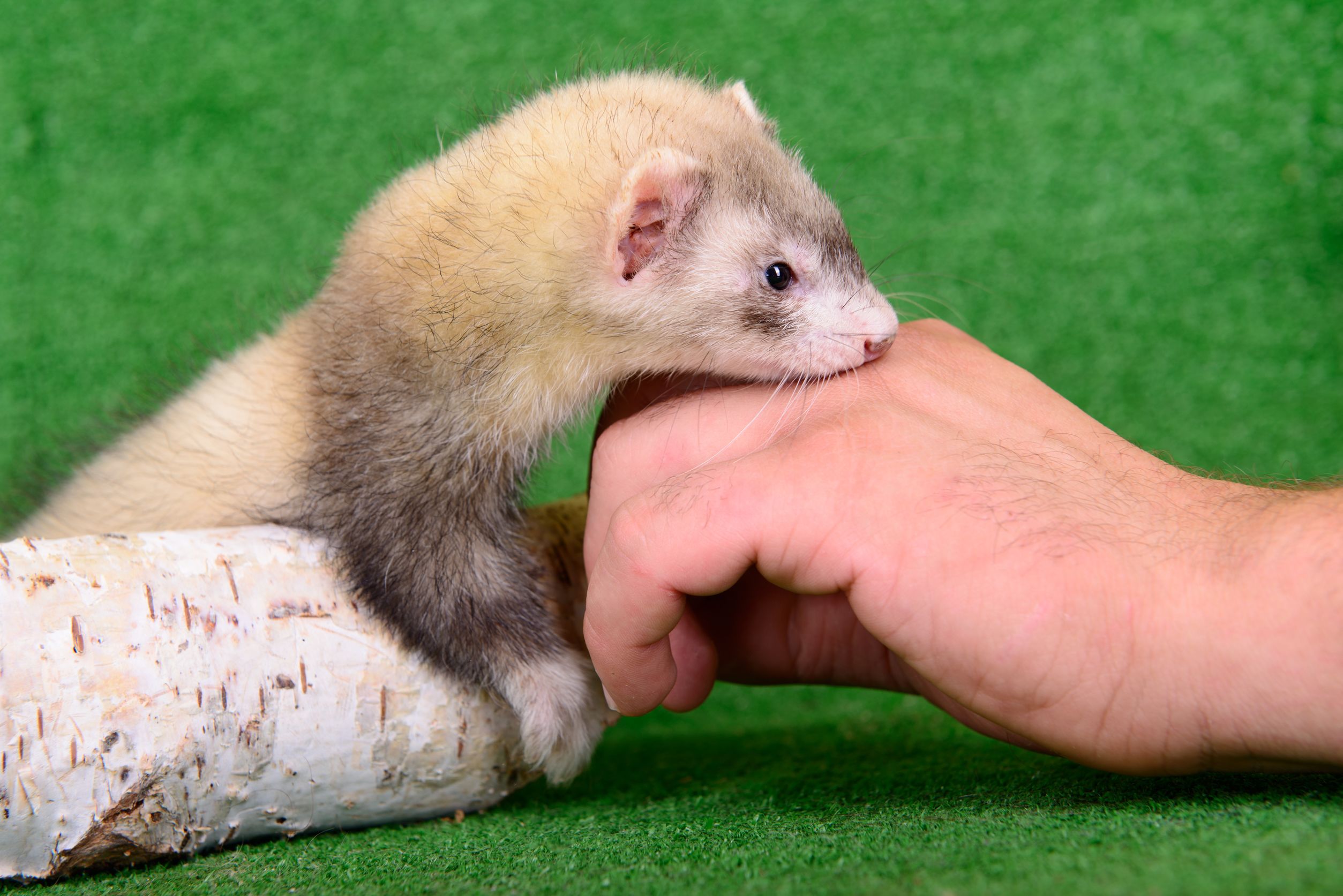 What advice should we give owners of ferrets during COVID-19? COVID-19 Mythbuster, Molly Varga Smith
