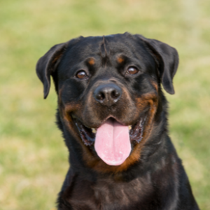 Audio Summary: Does early gonadectomy increase the risk of cranial cruciate ligament disease in female dogs?