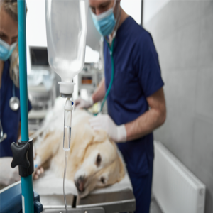 Audio Summary: Clinical audit of nonoperative anaesthesia time and surgical site infections of canine tibial plateau osteotomy procedures