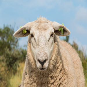 Audio Summary: In sheep undergoing general anaesthesia does inclusion of medetomidine result in hypoxaemia?