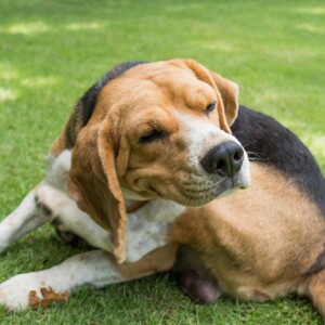 Audio Summary: In dogs with atopic skin disease, is lokivetmab more effective than oclacitinib in reducing the score of a recognised scoring system?