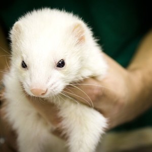 Do ferrets and other mustelids pose a zoonotic risk for COVID-19? COVID-19 Mythbuster, Molly Varga Smith