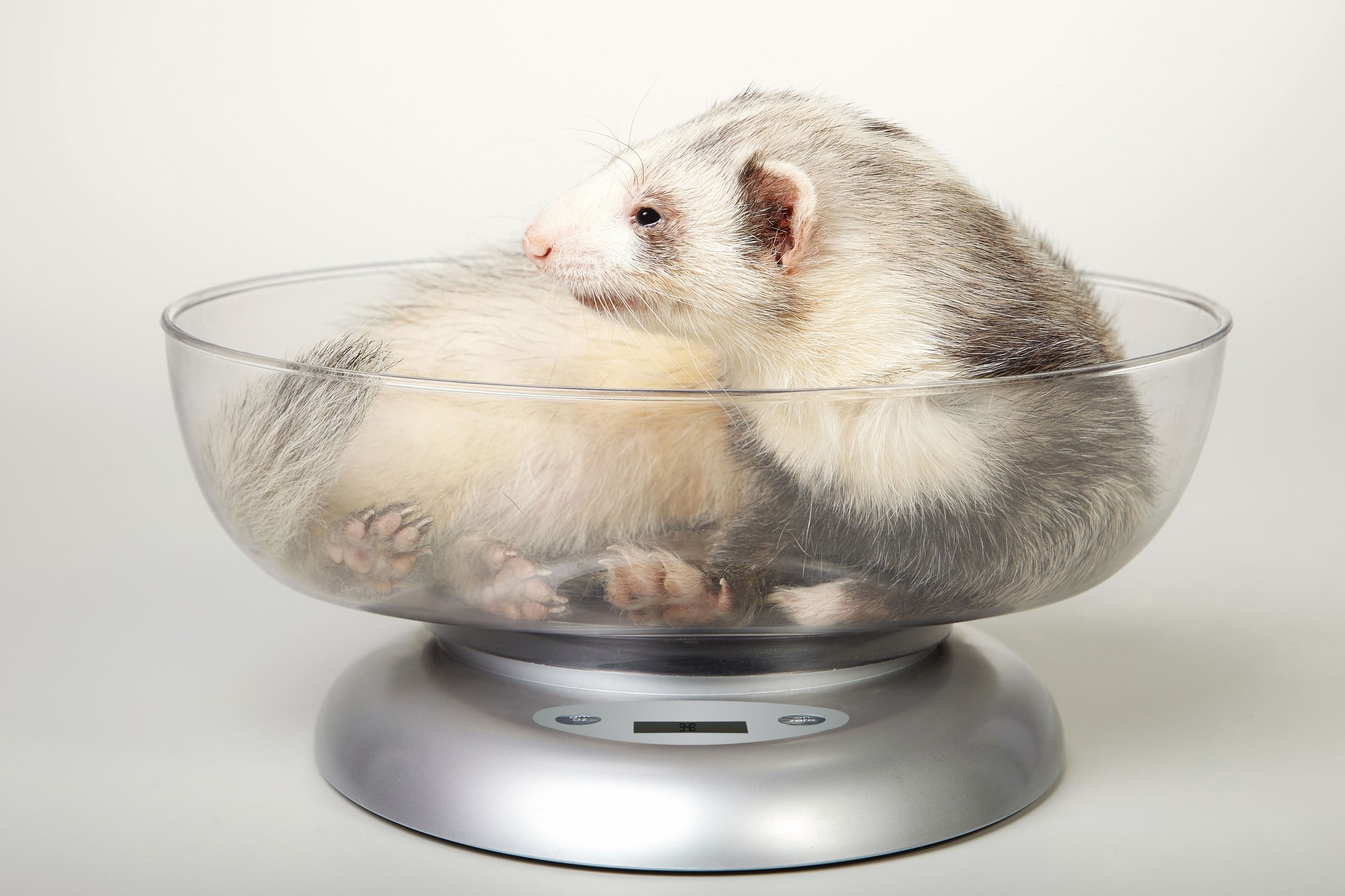 How do we handle ferrets in the veterinary environment? COVID-19 Mythbuster, Molly Varga Smith