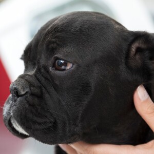 Audio Summary: Heatstroke and brachycephalic dogs – is there an increased risk?