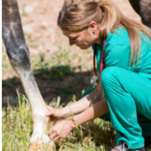 Honoria Brown - Can changes in hoof wall temperature and digital pulse pressure be used to predict laminitis onset?