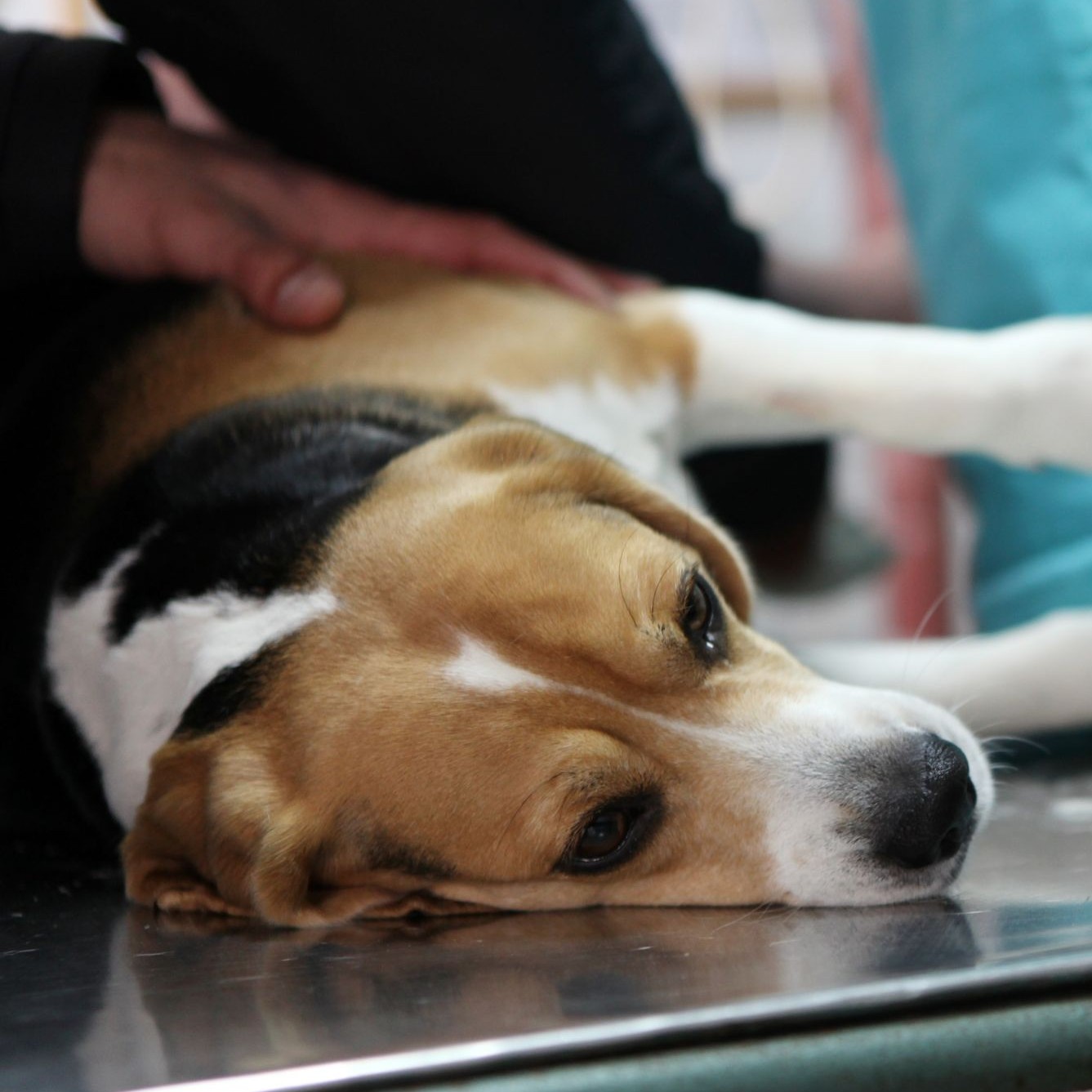Thomas Towers - Comparison of epidural morphine and buprenorphine for hindlimb orthopaedic surgery in dogs