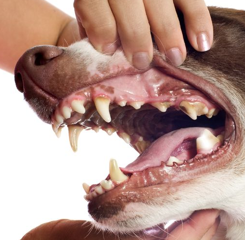 In Dogs with Periodontal Disease Is Feeding a Complete Raw Meat Diet More Effective Than a Complete Kibble 'Dental' Diet at Reducing Periodontal Disease?