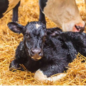 Mike Steele - Age at first calving in dairy cows: which months do you aim for to maximise productivity?