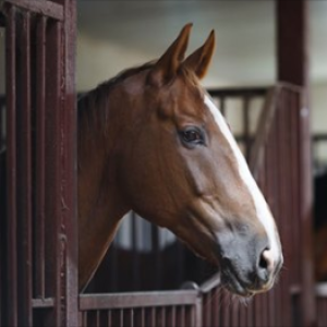 Adelle Bowden - Emergency Conditions in Horses: Opinions and Decision Making of Livery Yard Owners