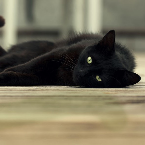 COVID-19 mythbuster: Can cats transfer COVID-19 to other animals, and is there a risk of zoonosis? Sarah Caddy