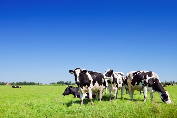 BCVA Cattlecast - Fiona Lovatt on the Farm Vet Champions project