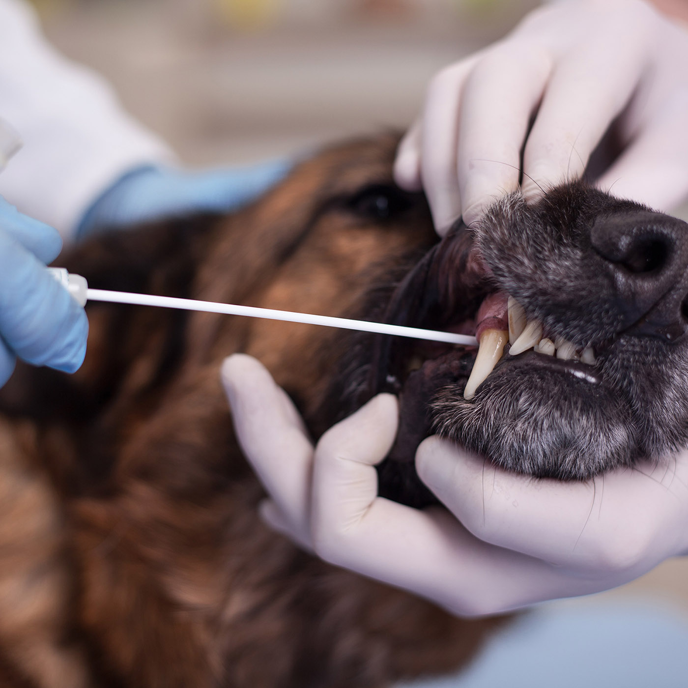 COVID-19 mythbuster: When should we test an animal for COVID-19? Sarah Caddy