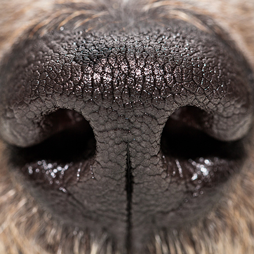 COVID-19 mythbuster: Should the kennel cough vaccine be given? Sarah Caddy