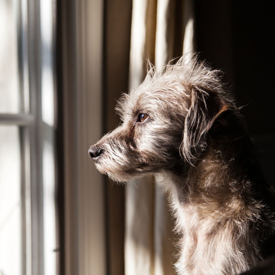 The Knowledge Sessions: What if the dog could speak?