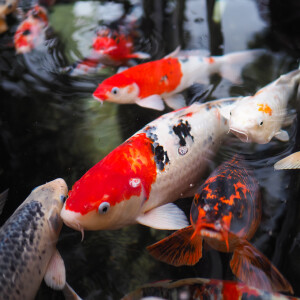 Audio Summary: Do opioids provide adequate analgesia for surgical coeliotomy in teleost fish?