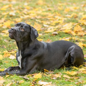 Audio Summary: Recurrence rates in dogs with GDV treated with gastric decompression versus dogs treated with gastric decompression and gastropexy