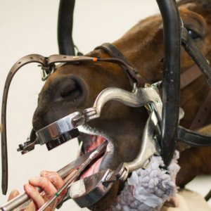 Victoria A. Colgate - Do Oral or Minimally Invasive Cheek Tooth Extraction Techniques Reduce the Incidence of Post-operative Complications in the Horse When Compared to Repulsion Methods?