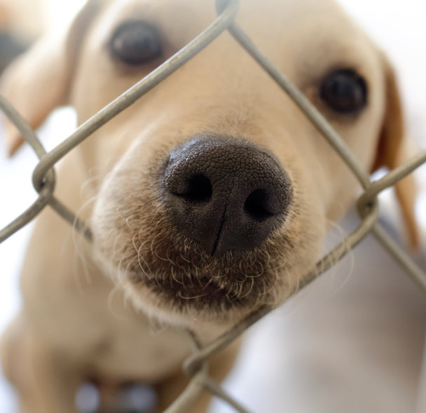 Tighearnan Mooney - It is unclear what impact pheromonotherapy has on stress in dogs in shelter environments