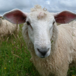 Vitória Souza - Can vaccinating sheep reduce the occurrence of caseous lymphadenitis?