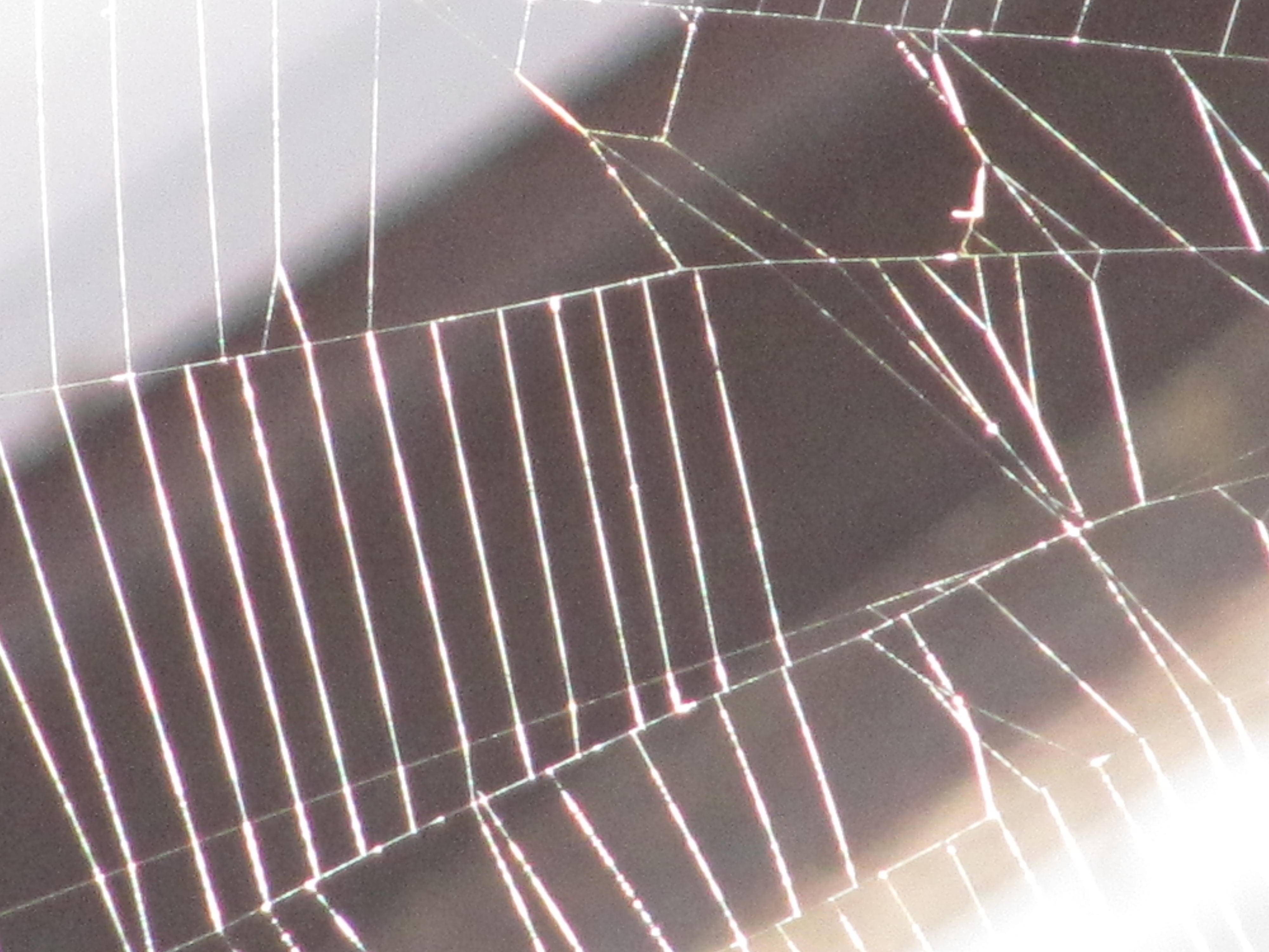 The Itsy Bitsy Spider