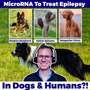 Injecting MicroRNA To Help Dogs & Humans with Epilepsy - David Henshall, RCSI, ROI