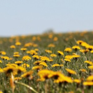 Dandelions, a blossoming affair
