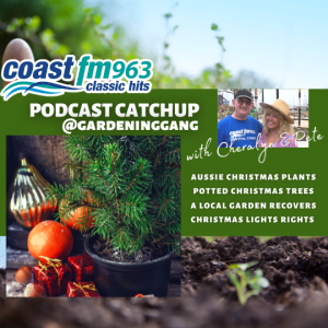 Planting Christmas Trees, A Garden Recovers, Aussie Christmas Plants