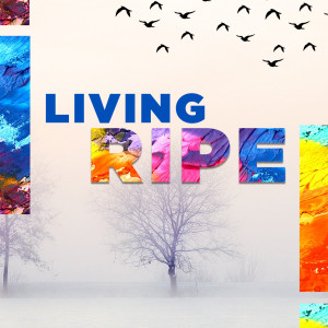 Living Life Ripe - Part 3