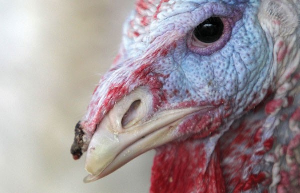 Pre-Turkey Day Rant