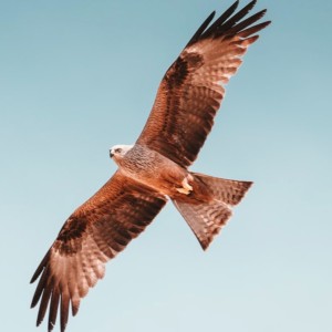 21 Day Aloha Quest - Day 3 - Be More Aware Than A Cat & Soar Higher Than A Falcon