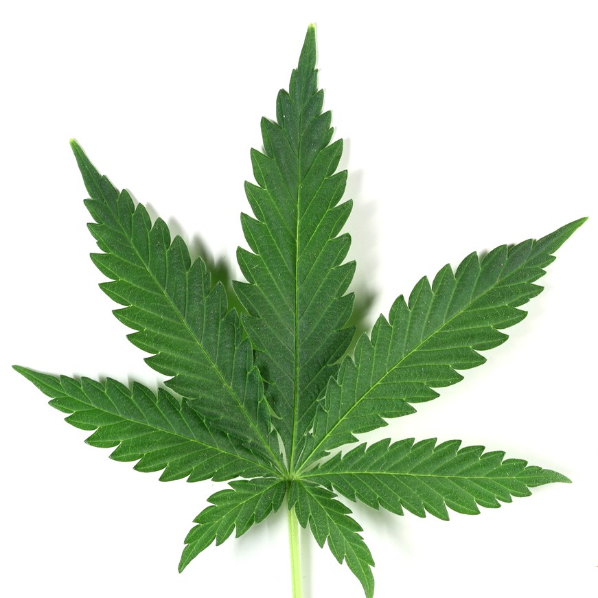 Legalise Freedom Dot Com