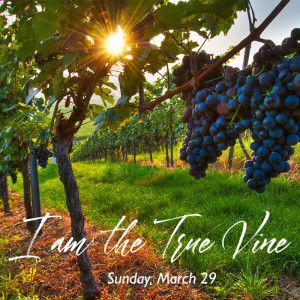 03-29-20 - Vine - I Am 05