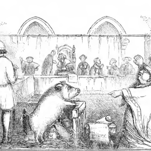 Medieval Animal Trials