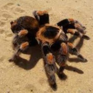 How To Be Best Friends With a Tarantula