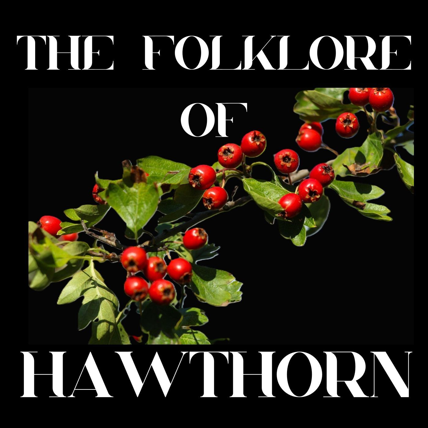 S9 Ep 3 Hawthorn's History: Folklore, Myths & Magic