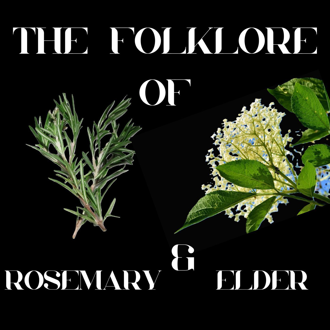 S9 Ep 1 The Curious Folklore of Rosemary & Elder!