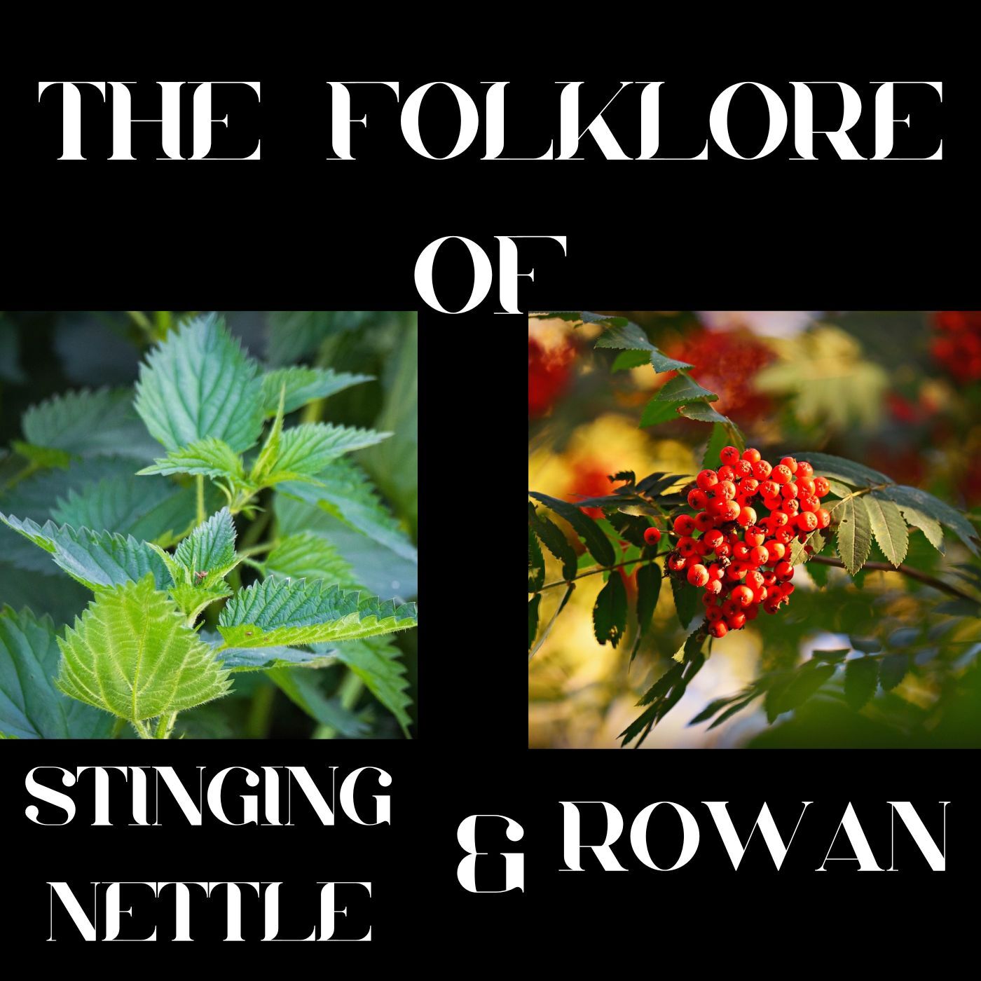 S9 Ep 2 The Magic of Nettle and Rowan  Folklore, Healing, and Mystery