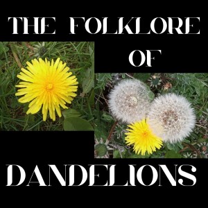 S9 Ep 9 Dandelion Folklore - Weeds, Wishes & Wonder!