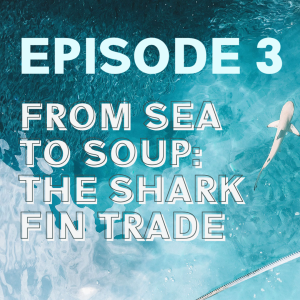 #3 From Sea to Soup: The Shark Fin Trade with Etoile Smulders