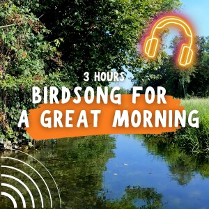 Morning Serenade (3 Hours of Binaural Birdsong and Water Sounds)