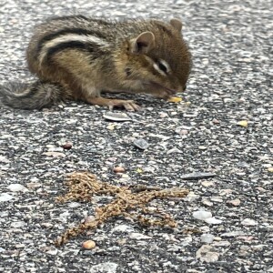 Pet Sitting A Chipmunk